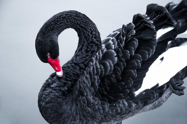 In traditional financial trading, “Black Swan” events trigger 10% stock market “crash” in a day. In crypto 10% is normal, and Black Swan events look completely different